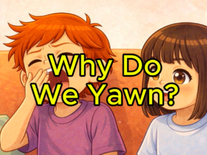 Why Do We Yawn