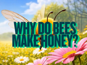 Why Do Bees Make Honey