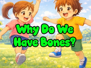 Why Do We Have Bones