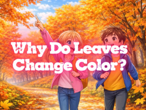 Why Do Leaves Change Color
